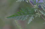 Common ragweed